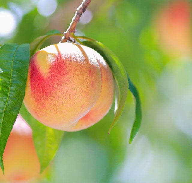 Peaches July 9 Red River Youth for Christ